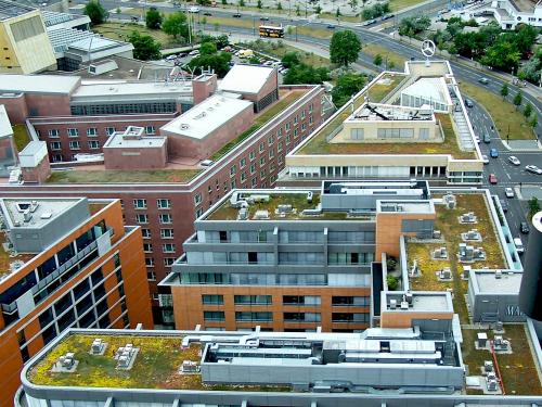 Extensive green roof in the city